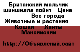 Британский мальчик шиншилла-пойнт › Цена ­ 5 000 - Все города Животные и растения » Кошки   . Ханты-Мансийский